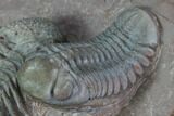 Triple Austerops Trilobite - Jorf, Morocco #95483-7
